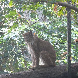 Canada Lynx - reopening 31-08-2020