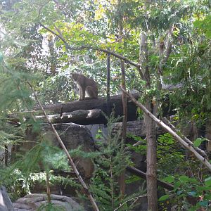 Lynx Exhibit - reopening 31-08-2020