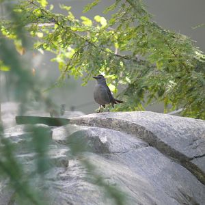 Gray Catbird - reopening 31-08-2020
