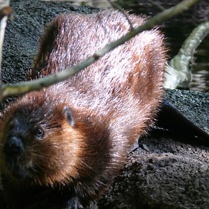 American beaver - reopening 31-08-2020