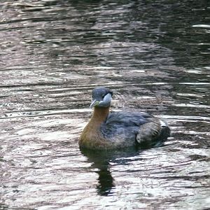 Red-necked grebe - reopening 31-08-2020