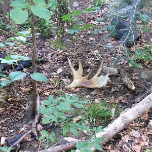 Forest floor - reopening 31-08-2020