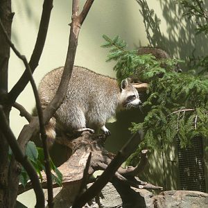 Raccoon - reopening 31-08-2020