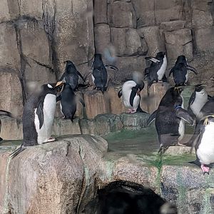 Penguin colony 2 - reopening 31-08-2020