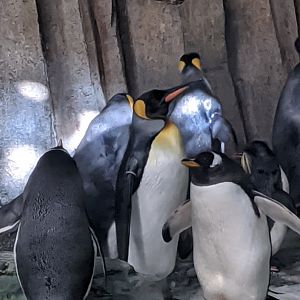 Penguin colony 1 - reopening 31-08-2020