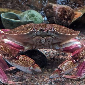 Atlantic rock crab - reopening 31-08-2020