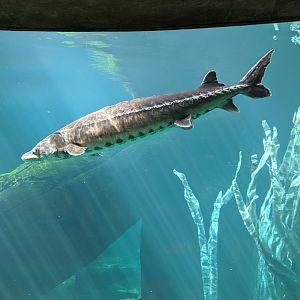 Atlantic sturgeon - reopening 31-08-2020