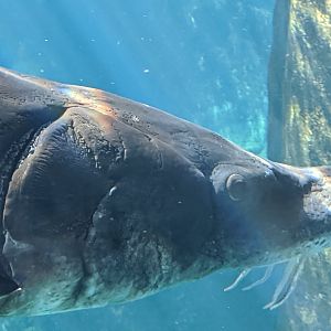 Atlantic sturgeon close-up - reopening 31-08-2020