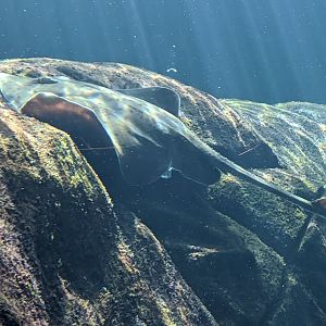 Barndoor skate - reopening 31-08-2020