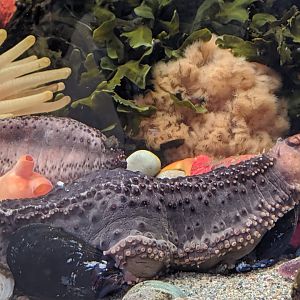 Northern sea cucumber (?) - reopening 31-08-2020