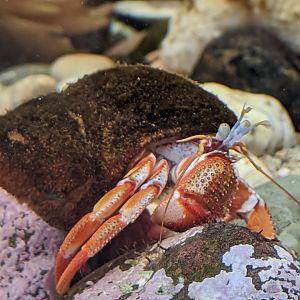 Acadian hermit crab - reopening 31-08-2020