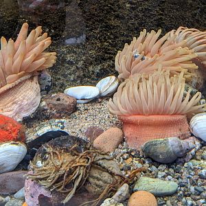 Rocky shore exhibit seafloor - reopening 31-08-2020