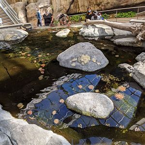 Rocky shore exhibit - reopening 31-08-2020