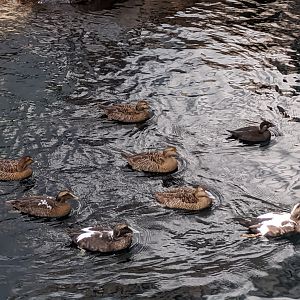 Common eider and Surf scoter - reopening 31-08-2020