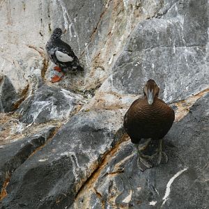 Female eider and Black guillemot - reopening 31-08-2020