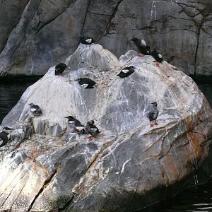 Black guillemot colony - reopening 31-08-2020