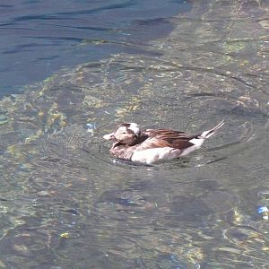 Male Long-tailed duck - reopening 31-08-2020