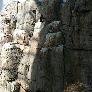 The resting and breeding cliff for the seabirds - reopening 31-08-2020