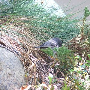 Dark-eyed junco foraging - reopening 31-08-2020