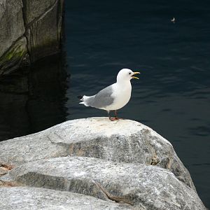 Black-legged kittiwake - reopening 31-08-2020