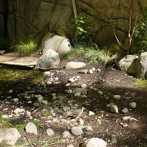 Tidal marsh exhibit - reopening 31-08-2020