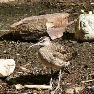 Whimbrel - reopening 31-08-2020