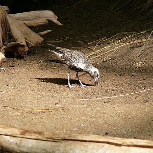 Black-bellied plover - reopening 31-08-2020