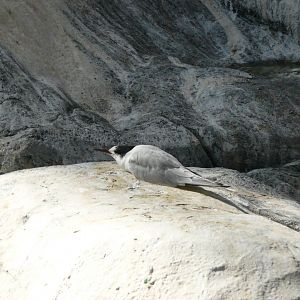 Common tern - reopening 31-08-2020