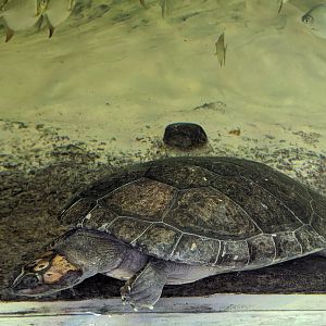 Giant South-American river turtle - reopening 31-08-2020
