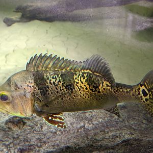 Yellow peacock bass - reopening 31-08-2020