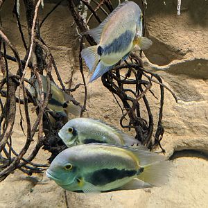 Uaru - reopening 31-08-2020