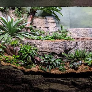 Poison frogs exhibit - reopening 31-08-2020