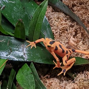 Panamanian golden frog - reopening 31-08-2020
