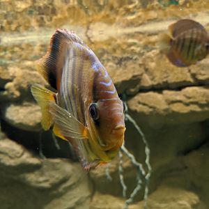 Brown discus - reopening 31-08-2020