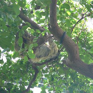 Southern two-toed sloth - reopening 31-08-2020