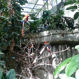 Macaw exhibit - reopening 31-08-2020