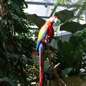Scarlet macaw - reopening 31-08-2020