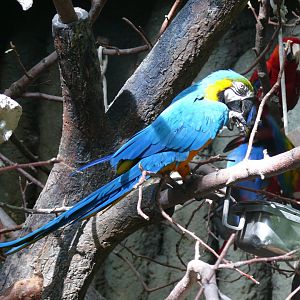 Blue-and-gold macaw - reopening 31-08-2020