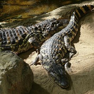 Broad-snouted caiman - reopening 31-08-2020