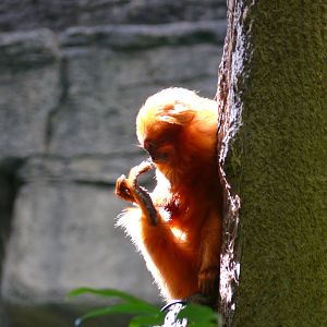 "Yep! That is definitely a foot." - reopening 31-08-2020