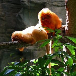 Golden Lion-tamarin pair - reopening 31-08-2020