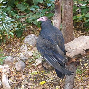Turkey vulture - reopening 31-08-2020