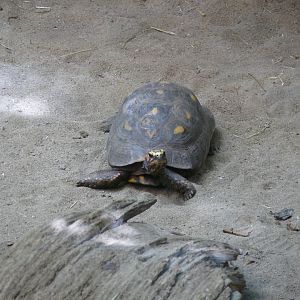 Red-footed tortoise - reopening 31-08-2020