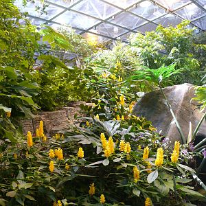 Tropical rainforest overview 1 - reopening 31-08-2020