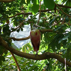 Roseate spoonbill in the canopy - reopening 31-08-2020
