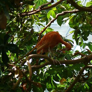 Scarlet ibis in the canopy - reopening 31-08-2020