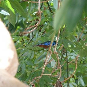 Opan-rumped tanager - reopening 31-08-2020