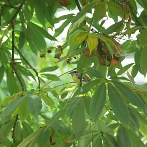 Bananaquit - reopening 31-08-2020