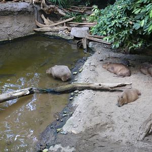 Part of the Capybara Beach exhibit - reopening 31-08-2020