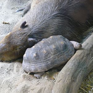 Cuddle buddies - reopening 31-08-2020